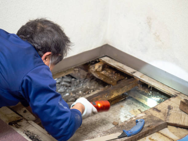 Best Mold Cleaning Services  in Bridgeton, MO