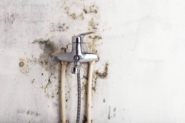 Best Black Mold Removal  in Bridgeton, MO