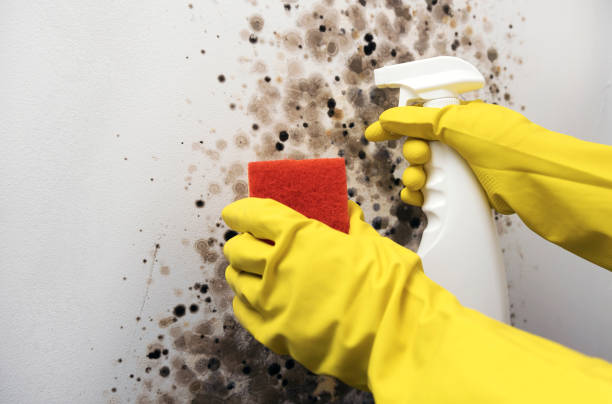 Best Attic Mold Removal  in Bridgeton, MO