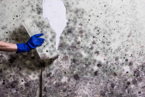Trusted Bridgeton, MO Mold Removal Experts