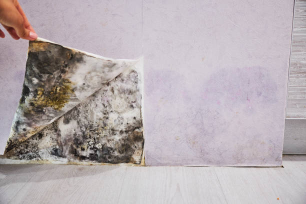 Best Mold Inspection  in Bridgeton, MO